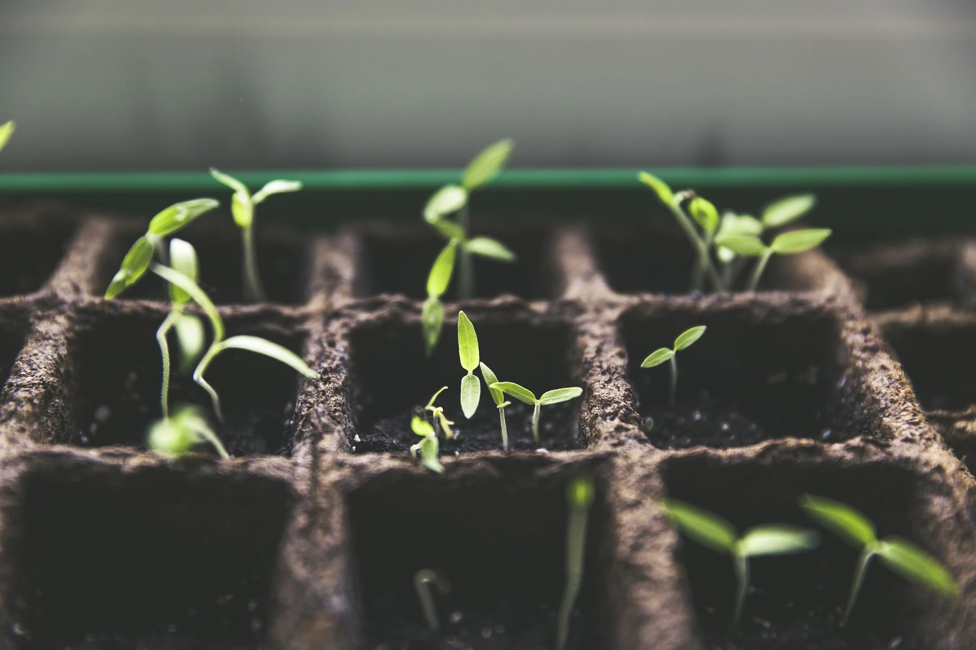 Pocket induced plantation and gardening
