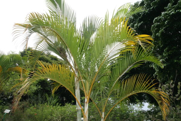 Golden Palm - گولڈن پام