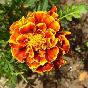 Jafri marigold | beautiful orange color flower