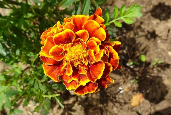Jafri marigold | beautiful orange color flower