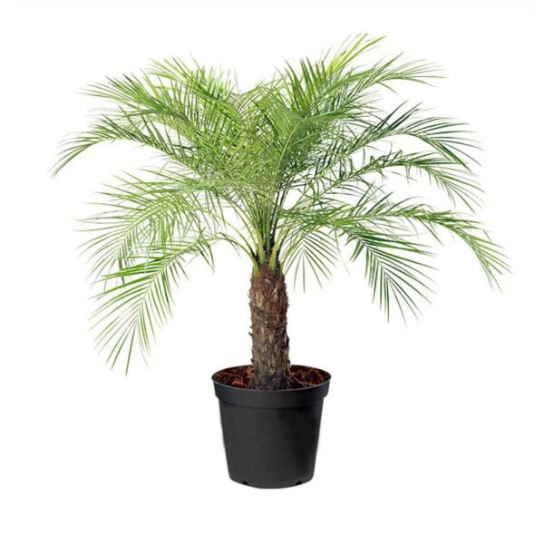 Phoenix Palm - فینکس پام