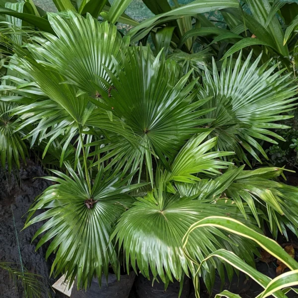 Table Palm - ٹیبل پام