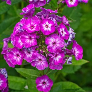 Phlox blooms | Defence Gardens