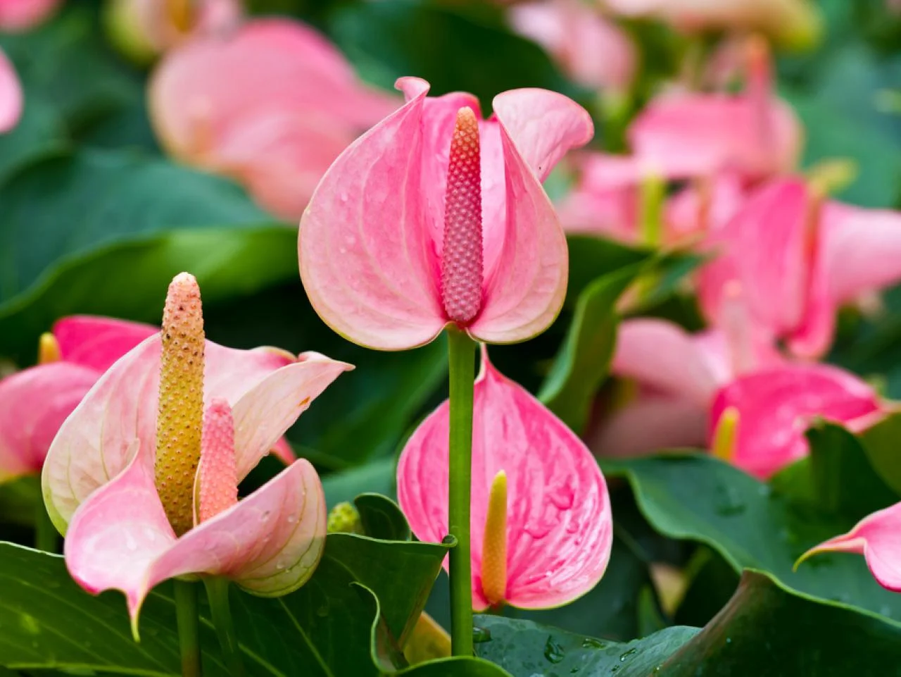 Anthurium - اینتھوریم