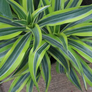 Dracaena - ڈراسینا