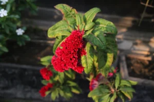 Kalgha - Defence Gardens