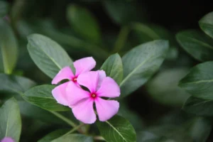Sadabahar flowers - Defence Gardens