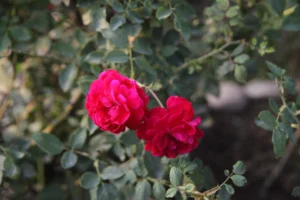 Native Rose - Defence Gardens
