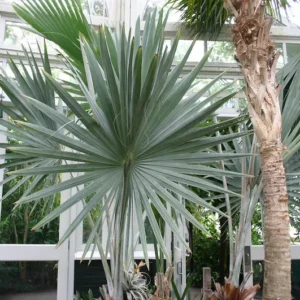 Nursery based silver palm plant