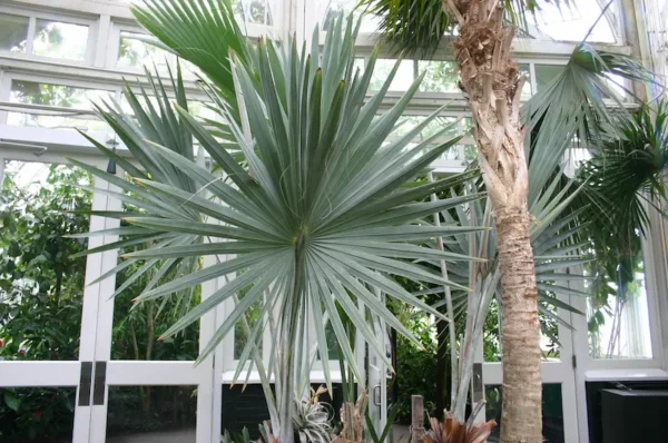 Nursery based silver palm plant