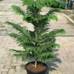 pot filled araucaria plant| popular plant