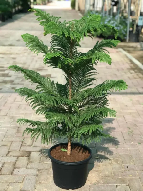 pot filled araucaria plant| popular plant