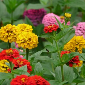 Zinnia - زینیا