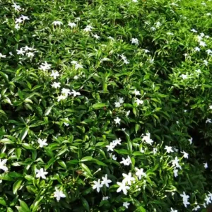 crape jasmine tree| outdoor tree