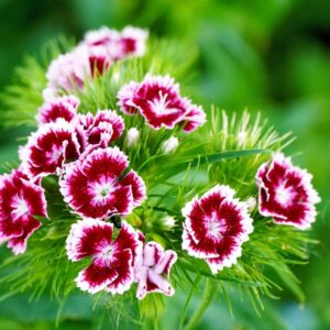 Dianthus - گلنار | Defence Gardens