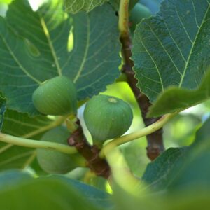 Fig - انجیر