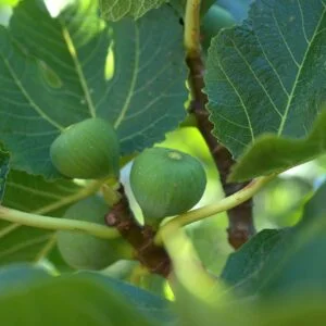 Fig - انجیر