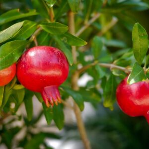 Pomegranate - انار