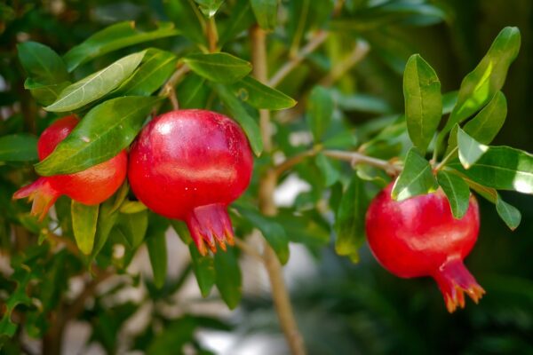 Pomegranate - انار