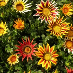 Gazania - گزینیا