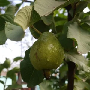 Guava - امرود grown on tree
