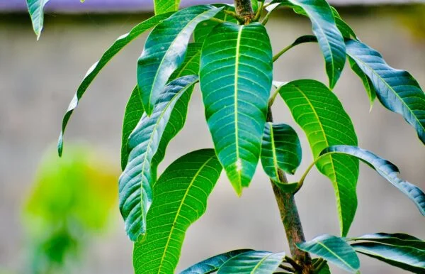 Mango - آم leaves