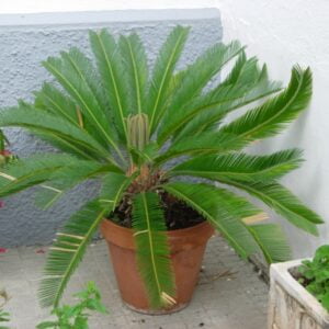 Sago Palm - کنگھی پام