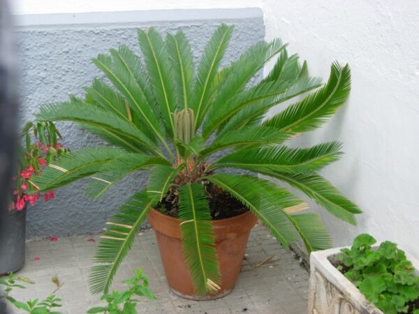 Sago Palm - کنگھی پام
