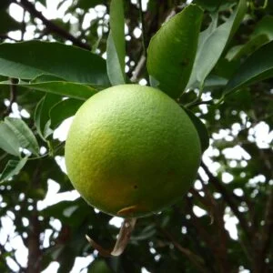 Sweetlime - مسمبی