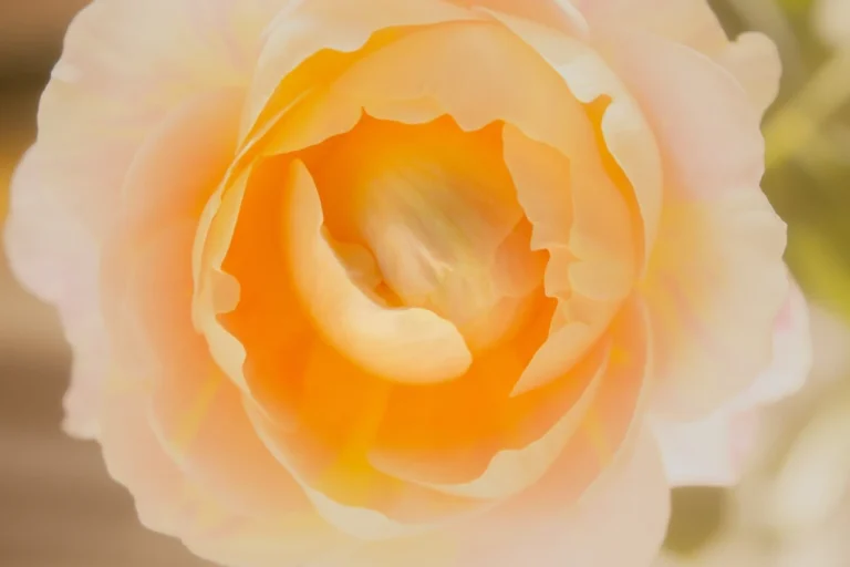 $100 bill Rose | World's Most expensive flowers