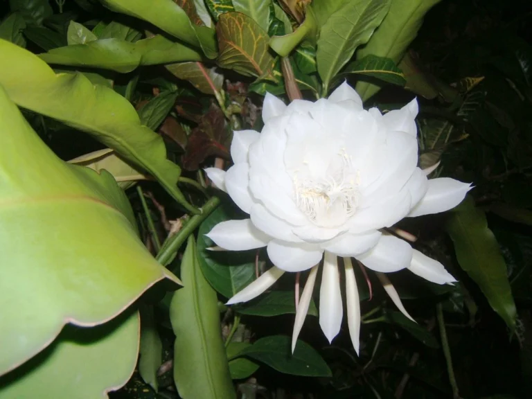 Rare white beautiful rose flower