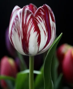 Tulip flower| Unique flowers