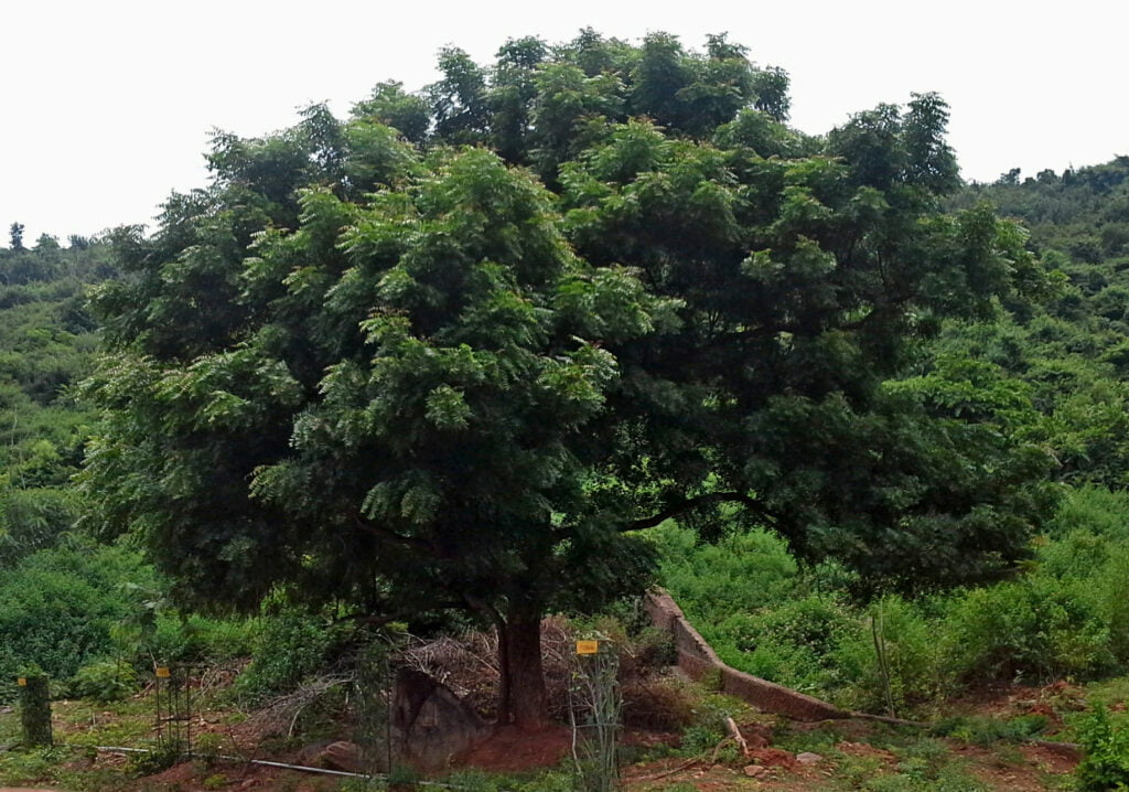 Neem Tree | Defence Gardens
