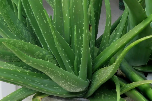 Aloe Vera Plant | Aloe Vera benefits