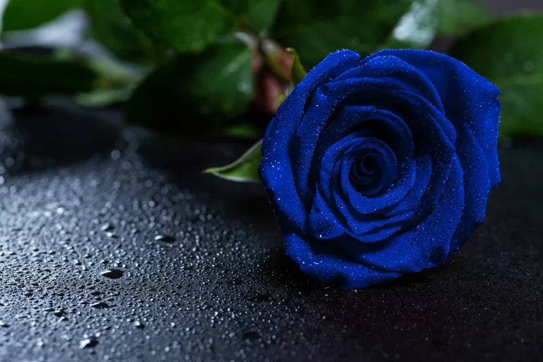 Blue Rose | گل آسمانی / آسمانی گلاب | World's top 10 expensive flowers