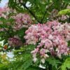 Cassia Nodosa | Cassia Nodosa Plant in Lahore