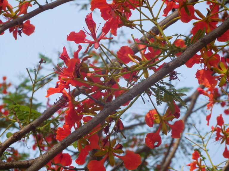 Gul Mohar | Gul e Bahar | Defence gardens an online nursery in Pakistan