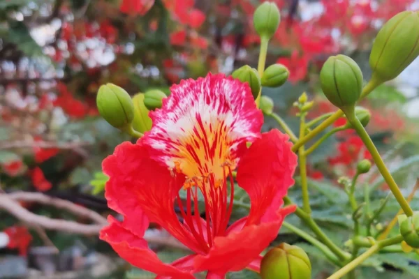 Gulmohar flower | gulmohar tree