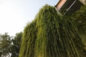 Beautiful trailing plant covering the house.
