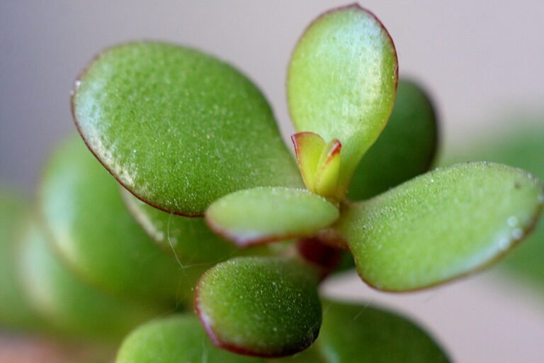 Jade Plant (کسبی) | Defence Gardens an online nursery in Pakistan