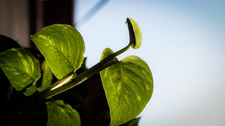 Money Plant | Defence Gardens an online nursery in Lahore