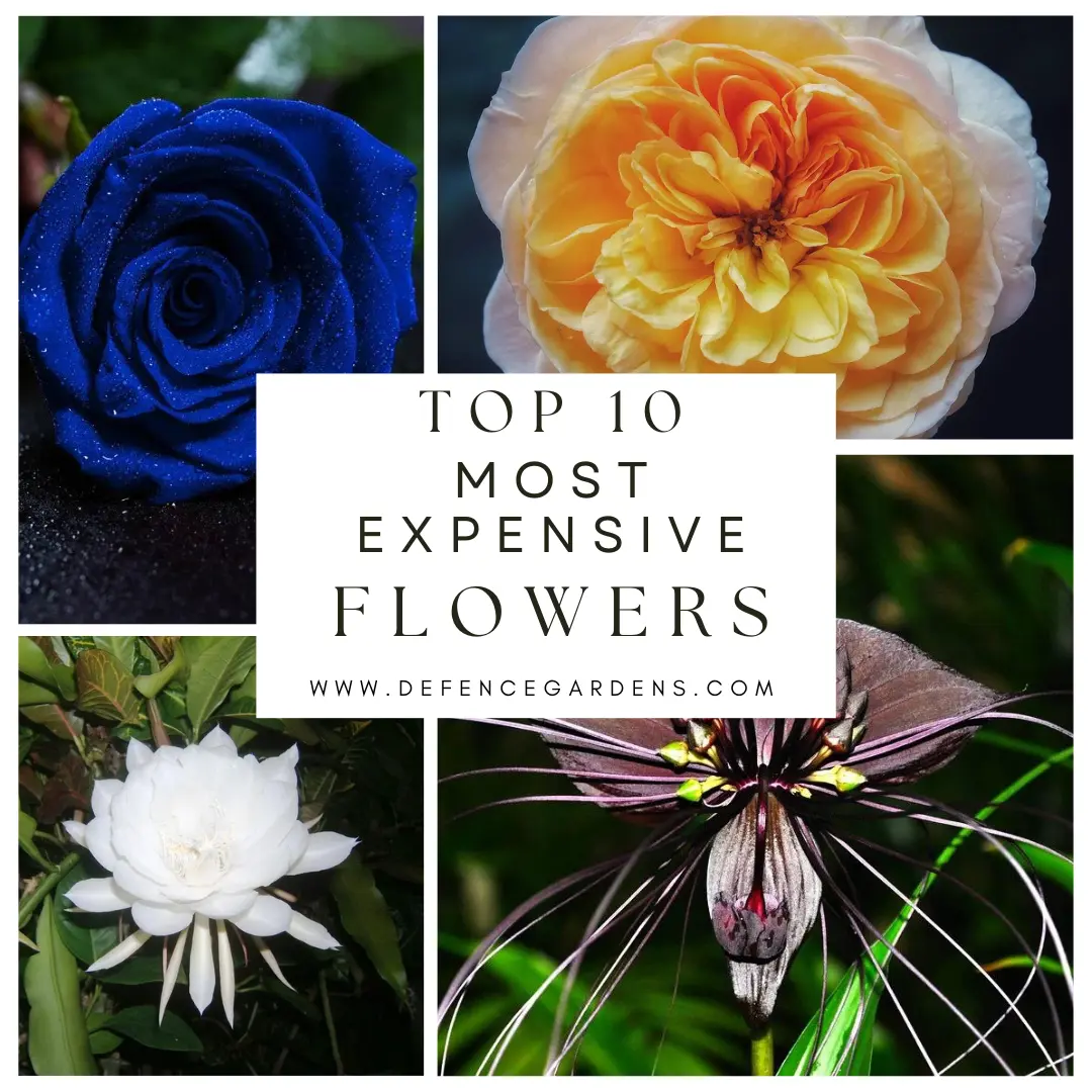 Top 10 most expensive flowers in the world