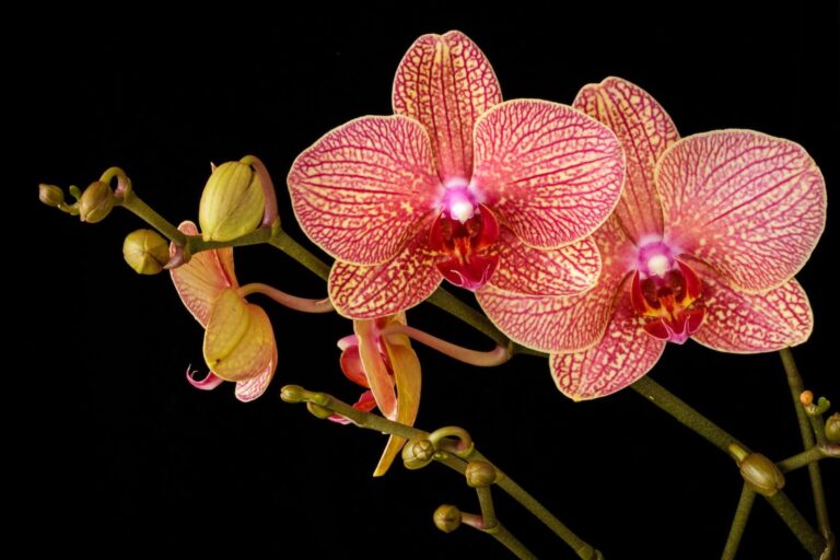 Rare Orchids | Defence Gardens | Top 10 expensive flowers