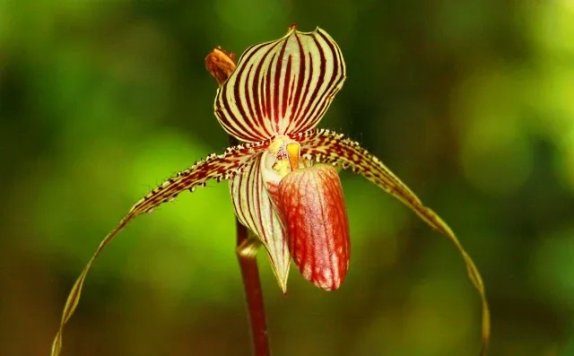 Kinabalu Orchid | World's Top expensive flowers list
