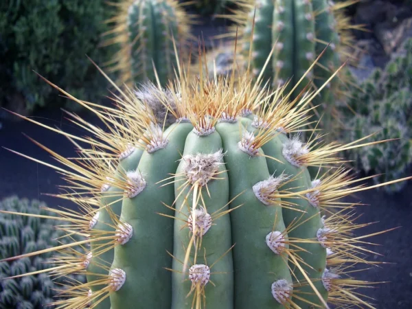 Saguaro, What is Cactus, Saguaro Cactus plant in Lahore