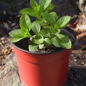 Stevia Plant in Pakistan | Stevia Plant, Stevia Plant price in Pakistan
