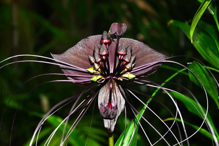 Black Bat Flower | Top 10 World's most expensive Flower