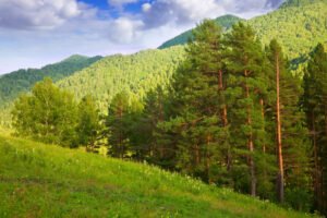 Pine Tree | Chir | چیڑ | trees that fight pollution