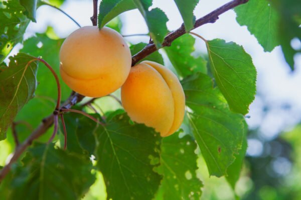 Apricot Tree | Prunus Armeniaca | Apricot plant in Lahore