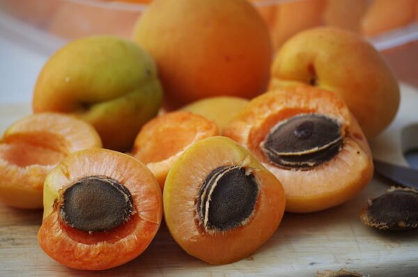 Apricot Tree | Apricot fruit